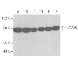 VPS35 Antibody (B-5) - Western Blotting - Image 355709