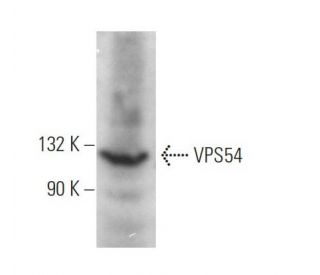 VPS54 Antibody (B-4) - Western Blotting - Image 371323 