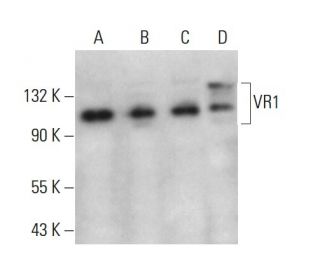VR1 Antibody (E-8) - Western Blotting - Image 376085 