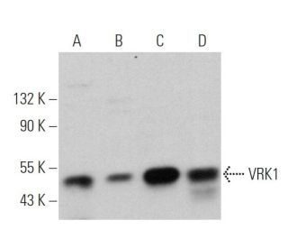 VRK1 Antibody (A-11) - Western Blotting - Image 360670 