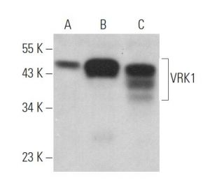 VRK1 Antibody (E-3) - Western Blotting - Image 370025 