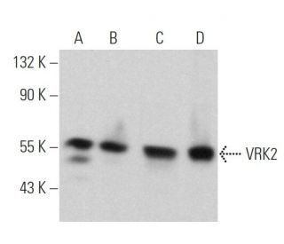 VRK2 Antibody (H-5) - Western Blotting - Image 360752 
