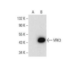 VRK3 Antibody (C-8) - Western Blotting - Image 308365