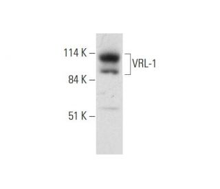 VRL-1 Antibody (B-9) - Western Blotting - Image 333411 