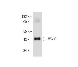 VSV-G Antibody (F-6) - Western Blotting - Image 146314 