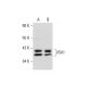 VSX1 Antibody (G-11) - Western Blotting - Image 299291 