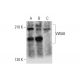 VWA8 Antibody (E-9) - Western Blotting - Image 320256