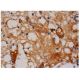 von Willebrand Factor/VWF Antibody (3E2D10) - Immunohistochemistry - Image 284881 