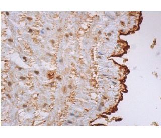 von Willebrand Factor/VWF Antibody (G-11) - Immunohistochemistry - Image 370237 