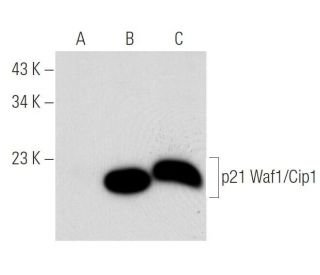 Waf1/Cip1/CDKN1A p21 Antibody (SX118) - Western Blotting - Image 48920