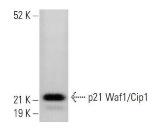 Waf1/Cip1/CDKN1A p21 Antibody (F-8) - Western Blotting - Image 349904
