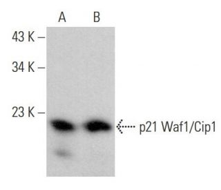 Waf1/Cip1/CDKN1A p21 Antibody (0.N.488) - Western Blotting - Image 375522