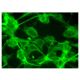 WAP Antibody (A-9) - Immunofluorescence - Image 324953