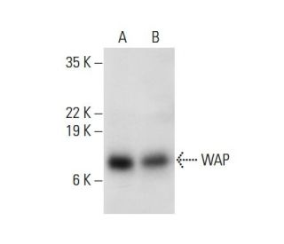 WAP Antibody (A-9) - Western Blotting - Image 303852 