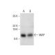 WAP Antibody (A-9) - Western Blotting - Image 303852 