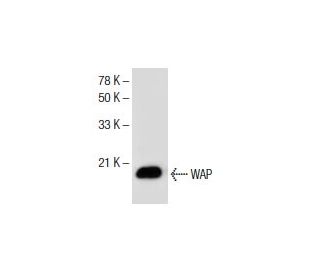 WAP Antibody (C-10) - Western Blotting - Image 154922 
