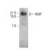 WAP Antibody (C-10) - Western Blotting - Image 378501