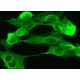 WAP Antibody (E-8) - Immunofluorescence - Image 370972