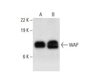 WAP Antibody (E-8) - Western Blotting - Image 303479 