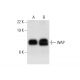 WAP Antibody (E-8) - Western Blotting - Image 303479 