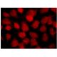 WAPL Antibody (A-7) - Immunofluorescence - Image 142142