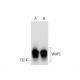 WAPL Antibody (A-7) - Western Blotting - Image 138445 