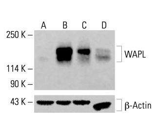 WAPL Antibody (A-7) - Western Blotting - Image 414228 