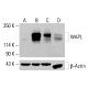 WAPL Antibody (A-7) - Western Blotting - Image 414228 