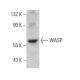 WASP Antibody (B-12) - Western Blotting - Image 388028