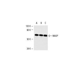 WASP Antibody (D-1) - Western Blotting - Image 5382 