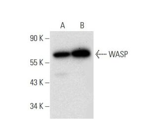 WASP Antibody (F-8) - Western Blotting - Image 304989 