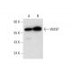 WASP Antibody (F-8) - Western Blotting - Image 304989 