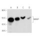 WASP Antibody (F-8) - Western Blotting - Image 354797 