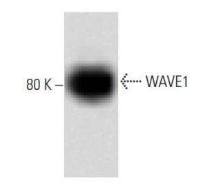 WAVE1 Antibody (30) - Western Blotting - Image 60493