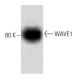 WAVE1 Antibody (30) - Western Blotting - Image 60493