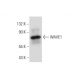WAVE1 Antibody (B-8) - Western Blotting - Image 133508