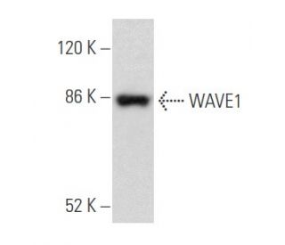WAVE1 Antibody (B-8) - Western Blotting - Image 355534 