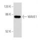 WAVE1 Antibody (B-8) - Western Blotting - Image 355531 