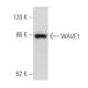 WAVE1 Antibody (B-8) - Western Blotting - Image 355534 