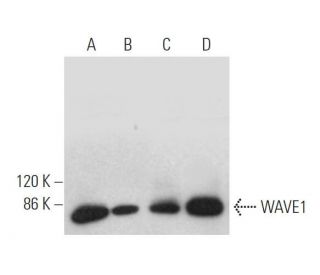 WAVE1 Antibody (E-2) - Western Blotting - Image 373393 