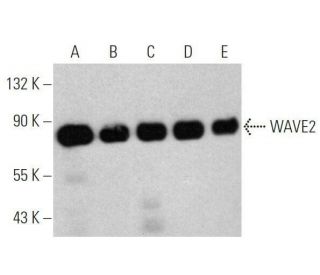 WAVE2 Antibody (B-9) - Western Blotting - Image 356198 