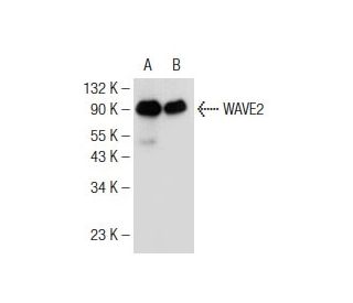 WAVE2 Antibody (C-6) - Western Blotting - Image 146887 