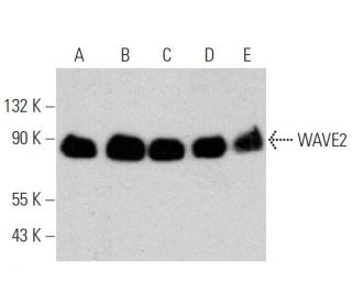 WAVE2 Antibody (D-12) - Western Blotting - Image 359981 