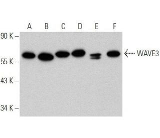 WAVE3 Antibody (E-3) - Western Blotting - Image 359373 