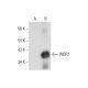WBP2 Antibody (C-6) - Western Blotting - Image 318338
