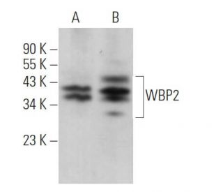 WBP2 Antibody (C-6) - Western Blotting - Image 371058 