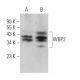 WBP2 Antibody (C-6) - Western Blotting - Image 371058 