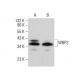WBP2 Antibody (C-6) - Western Blotting - Image 378109 