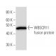 WBSCR11 Antibody (GTF5I102) - Western Blotting - Image 16835