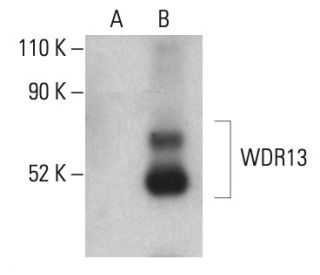 WDR13 Antibody (B-12) - Western Blotting - Image 401448 